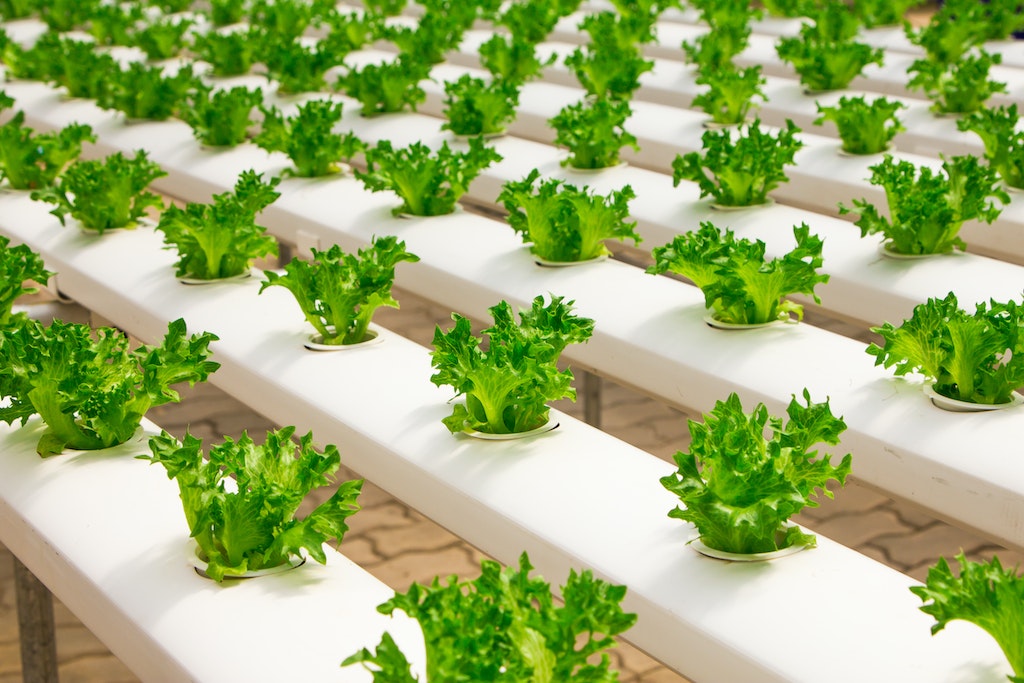 types of Kitchen Gardens in Kenya